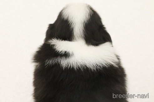 成約済の神奈川県のボーダーコリー-373740の3枚目